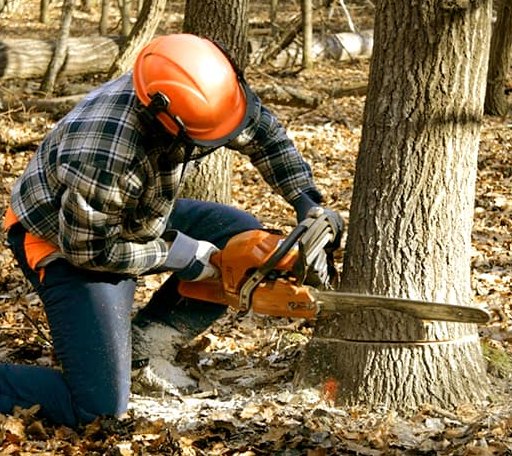Tree Removal in Cookville, TX